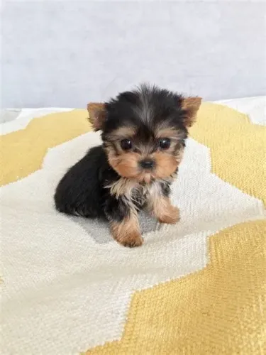 Yorkshire Terrier Carinho que se espalha pelo ambiente