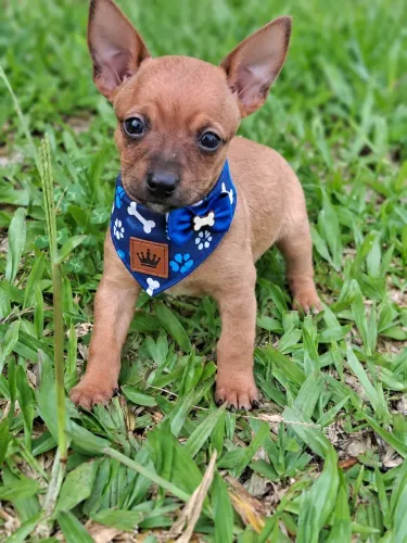 Pinscher macho n1 caramelo! Filhote baby 