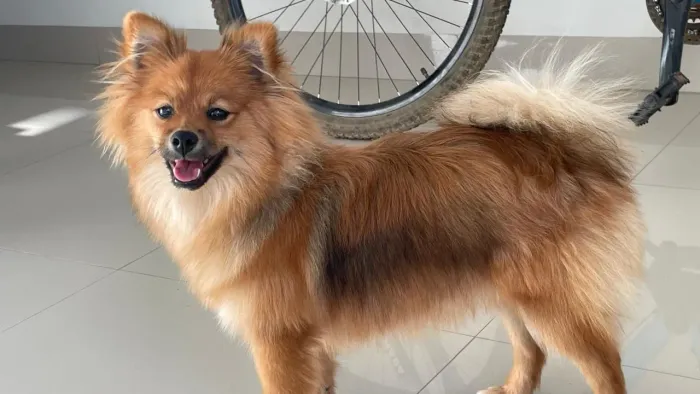 Vende-se Lulu da Pomerânia Raposinha Fêmea 1 Ano