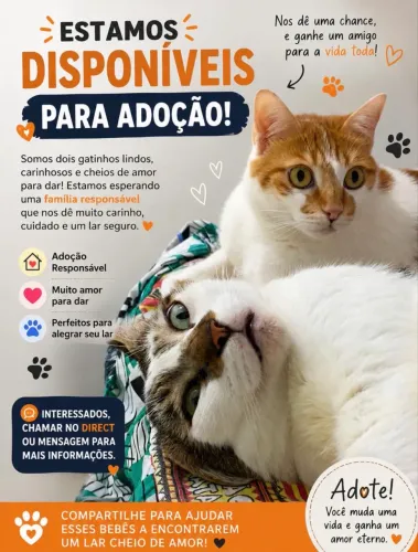 Gatos para adoção responsável 