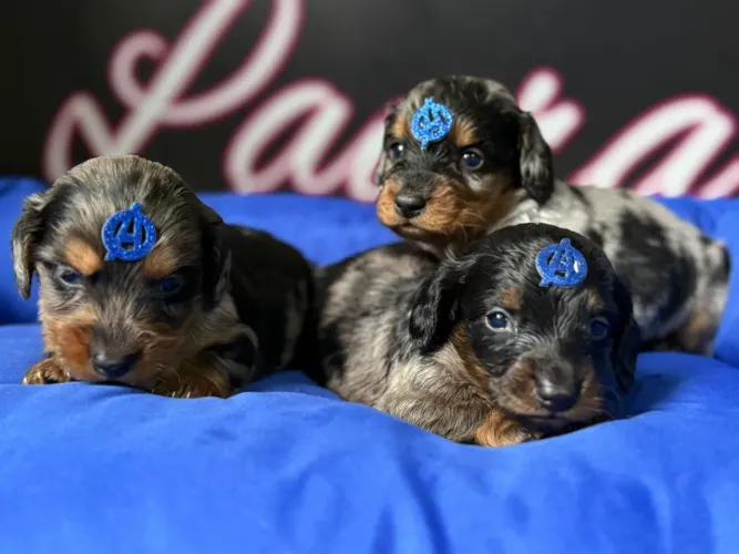 Dachshund Arlequim Pelo longo | Filhotes Brincalhões 