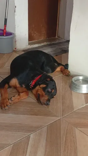 Cachorro Rottweiler