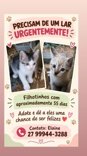 Gatos para adoção