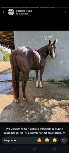 Vende-se cavalo quarto de milha puro 