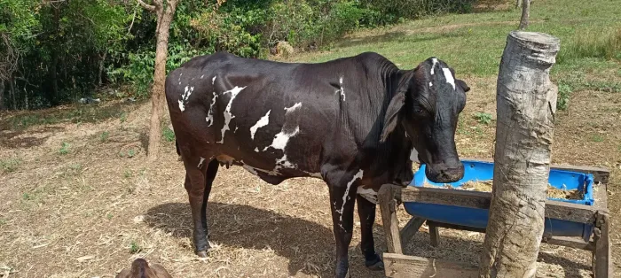 Vaca nelore pintada solteira. Média 16@