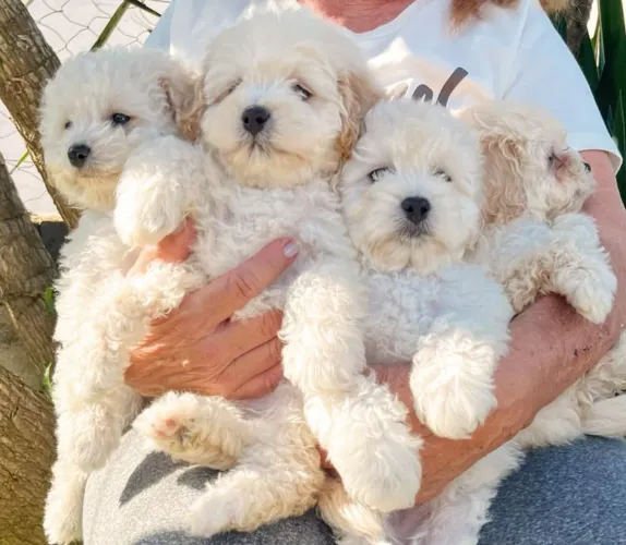 Poodle beleza inteligência obediência 