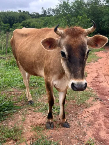 Novilha gersey leiteira