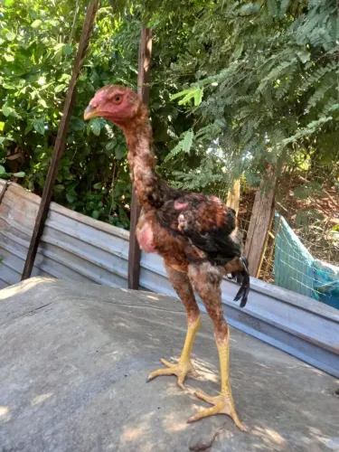 Índio gigante 