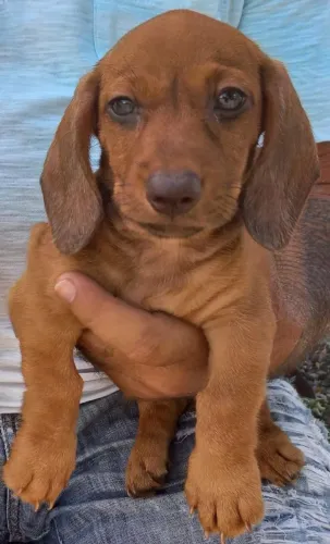 Lindos filhotes de dachshund salsicha Basset anão 