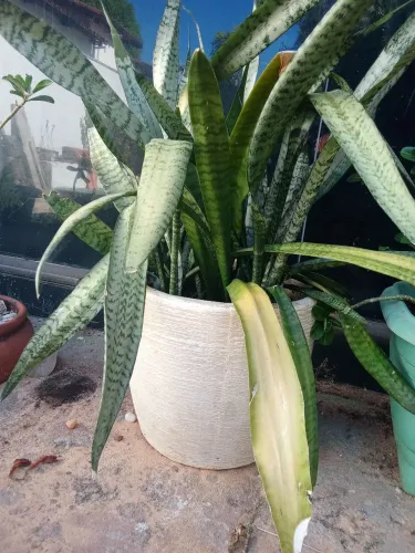 Vaso de planta com espada de São Jorge