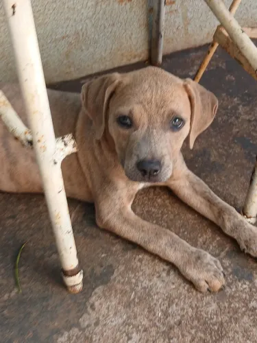 Filhote mestica de Pitbull e Fila para adoção responsavel em Ribeirão