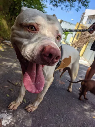 Adoção Sólidaria Björn Pitbull 