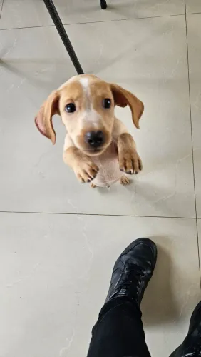 Doação de um Cachorrinho