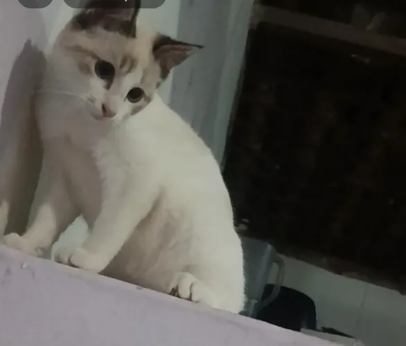Gatinha para adoção 