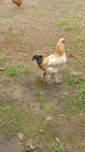 Galo Brahma
