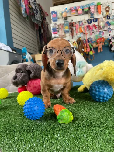 Lindo machinho teckel mini $1.900,00