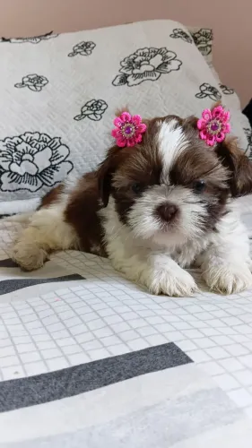 Shih tzu