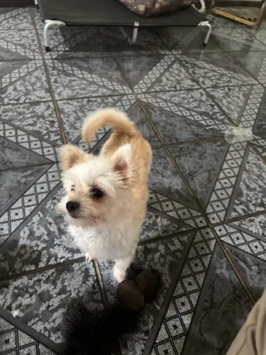Cachorra minúscula