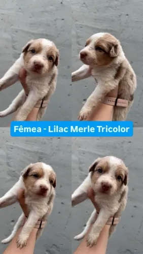 Filhotes de Border Collie