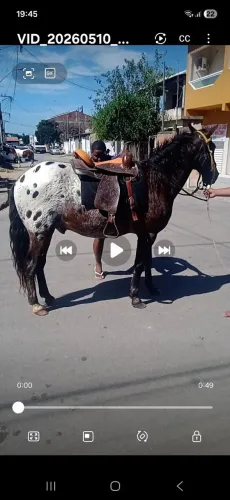 Vendo Cavalo apaloosa Mangalarga