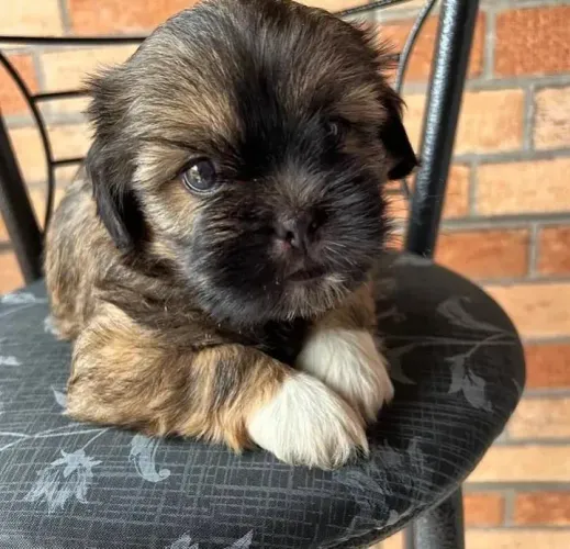 lindos filhotes de Lhasa apso 