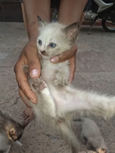 Doações de gatos ? todas femia