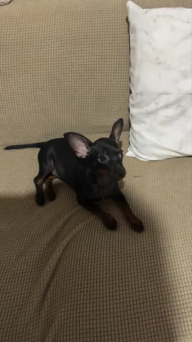 Vende-se um cachorro pinscher