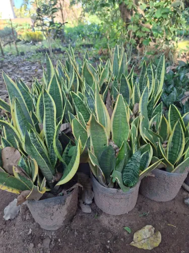 Planta mini espada de Santa Bárbara 