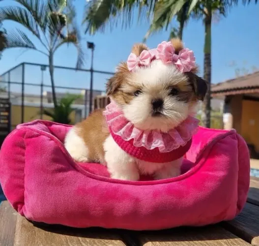 Shih tzu Fêmea