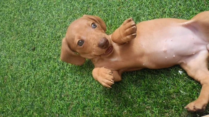 Filhote de Dachshund Fêmea