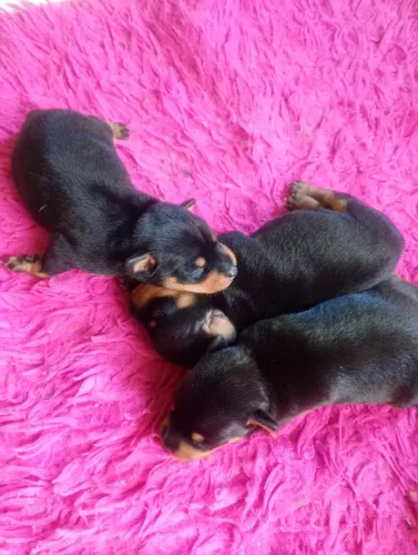 Vendo pinscher miatura 600