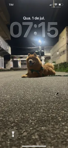Chowchow