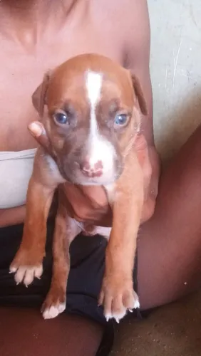 Filhotes Pitbull monster 