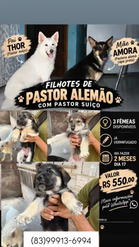 Filhotes de pastor suíço e pastor alemão