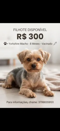 Cachorro