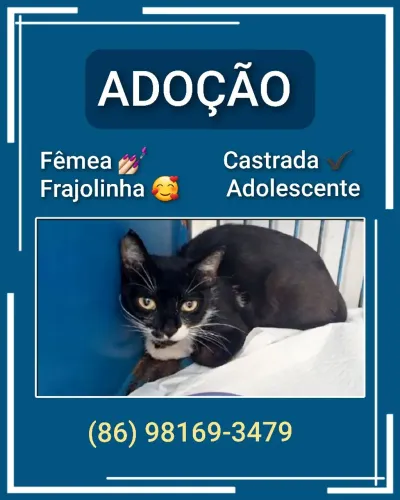 Gata castrada para adoção