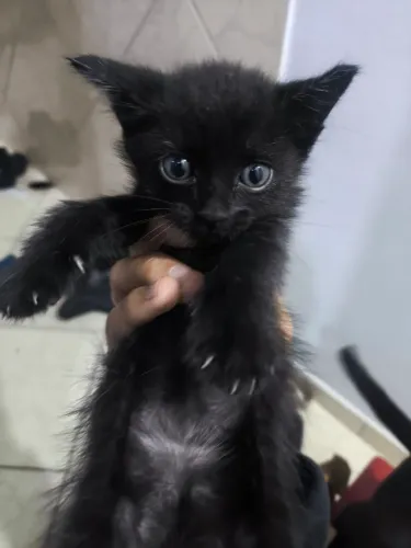 Doação de Gatos