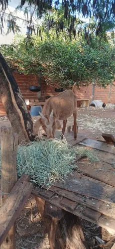 Cabrito macho