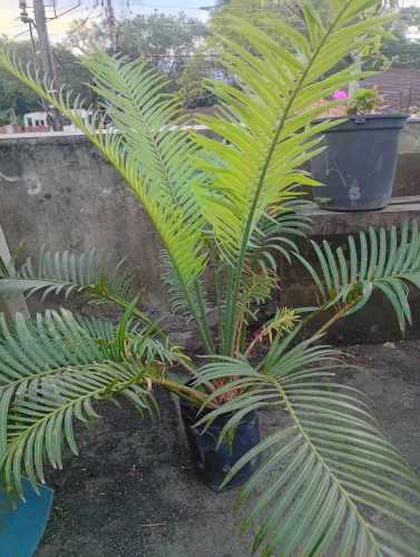 Mudas de plantas