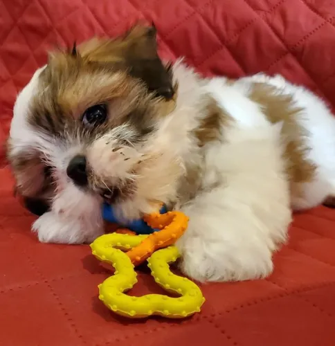 Lhasa Apso charmoso 
