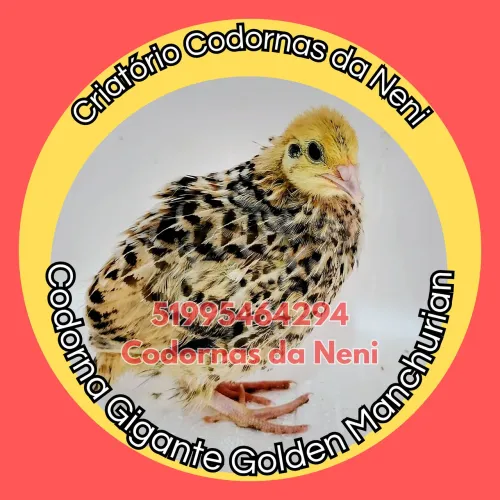CODORNA GIGANTE FILHOTES 