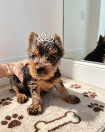 Princesa Yorkshire Mini