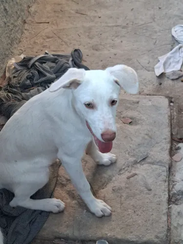 Cachorro filhote 4 meses 1 vacina  . Estou doando são 4 irmãos agora tem um macho 
