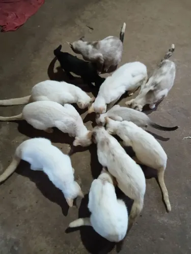 Animais de estimação