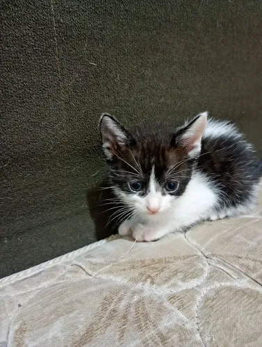 Doação de gatinhos