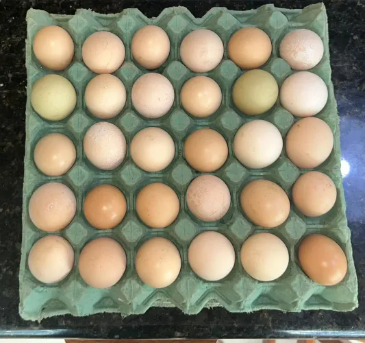Ovos de Galinha Caipira