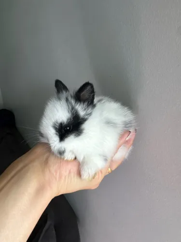 Coelho Netherland Dwarf filhote 