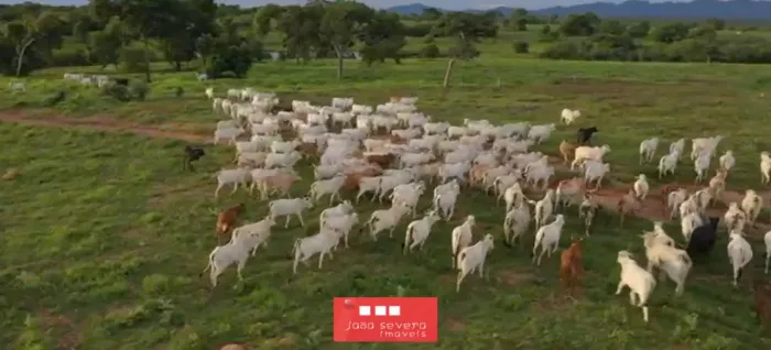 Fazenda para Venda em Arraias