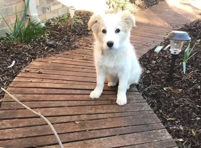 Filhoets de Border Collie | Amor que deixa lembranças bonitas.