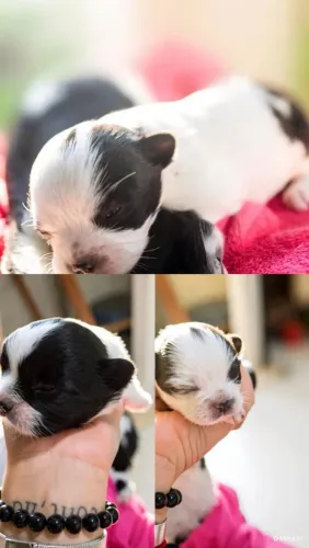 Cachorro 